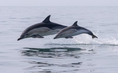 Delfin, mint erőállat